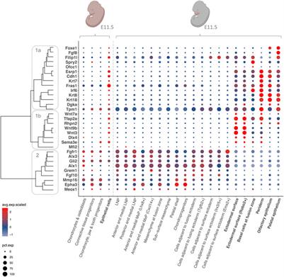 Analysis of candidate genes for cleft lip ± cleft palate using murine single-cell expression data